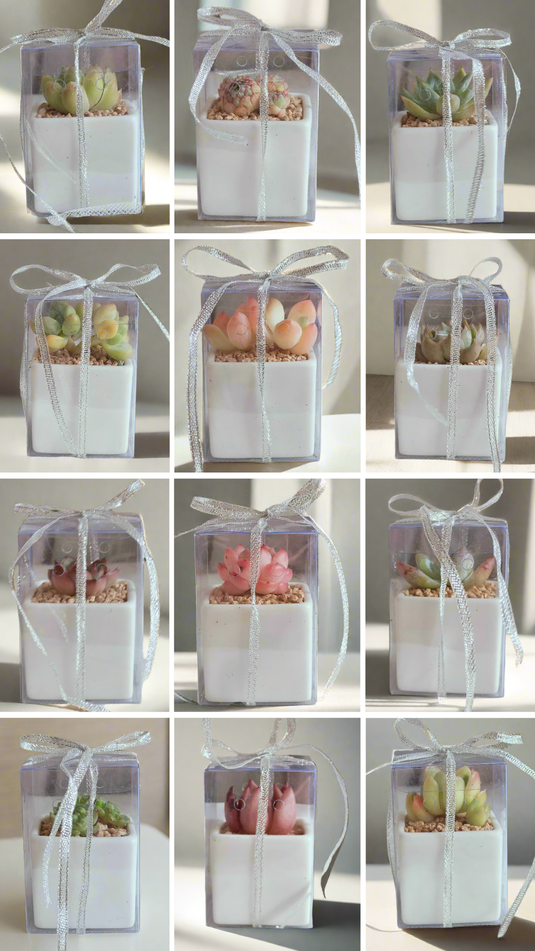 Succulent Classic - Simply White Gift Favors (12 Pack) displayed with elegant square pots, ideal for weddings, events, or special occasions.