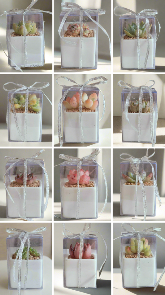 Succulent Classic - Simply White Gift Favors (12 Pack) displayed with elegant square pots, ideal for weddings, events, or special occasions.