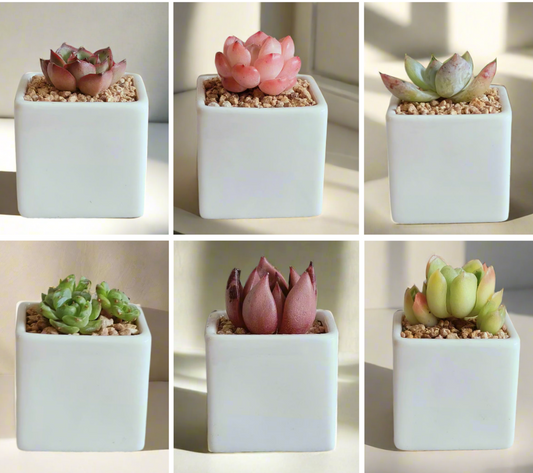 Succulent Classic - Simply White Gift Favors in sleek white pots featuring vibrant greenery, perfect for minimalist decor or thoughtful gifting.