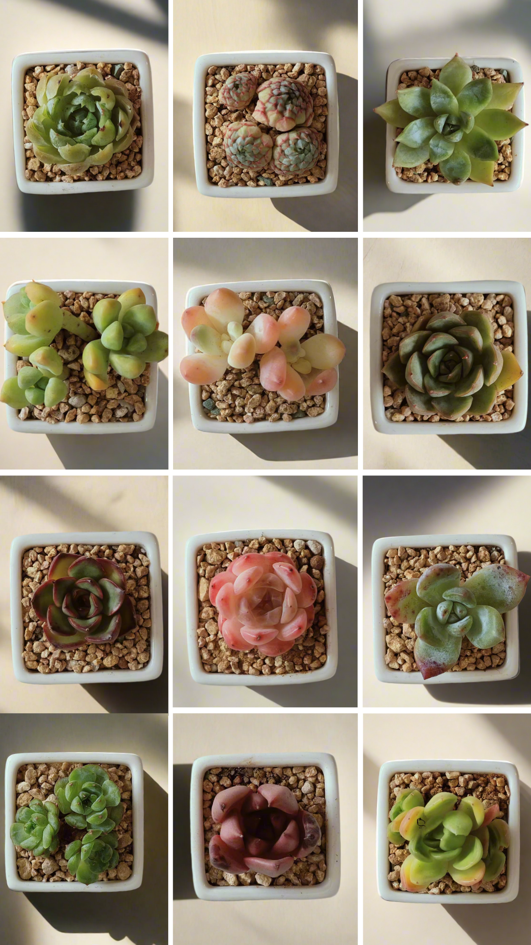 A 12-pack of Succulent Classic - Simply White Gift Favors arranged beautifully, showcasing modern white pots and lush succulents.