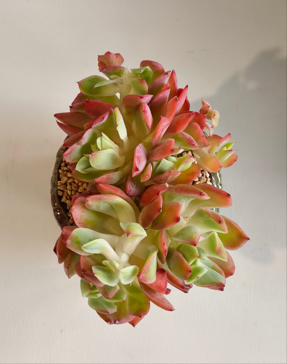 Succulent Rustica Ceramic Pot – Echeveria 'Luella'