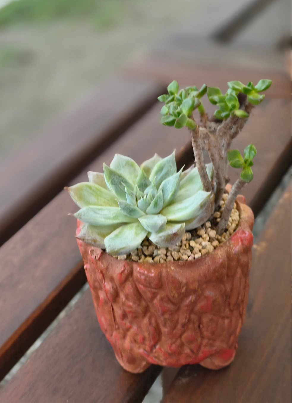 Succulent Rustica Ceramic Red – Handcrafted Succulents - SlowBloomGreens