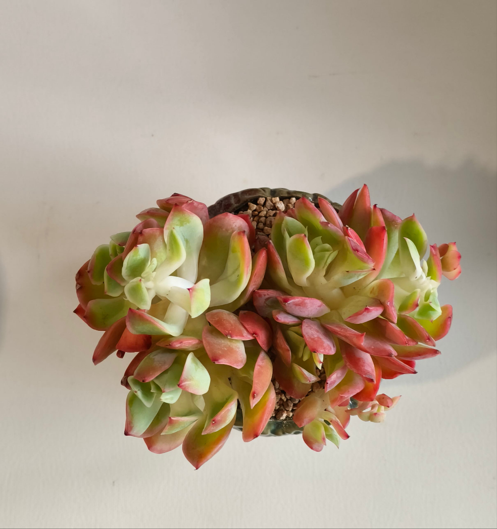 Succulent Rustica Ceramic Pot – Echeveria 'Luella'