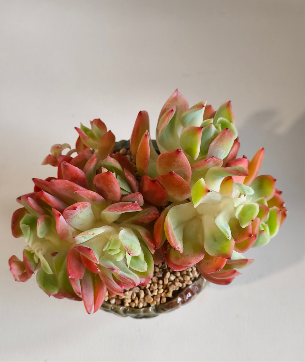 Succulent Rustica Ceramic Pot – Echeveria 'Luella'