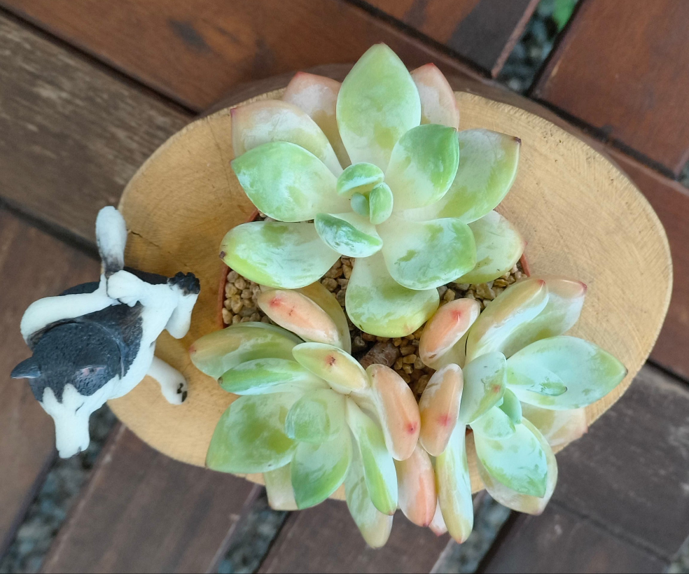 Succulent Yoga Husky on Woodland Log – Echeveria Hybrid