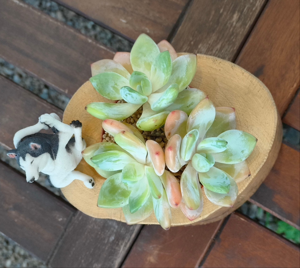 Succulent Yoga Husky on Woodland Log – Echeveria Hybrid
