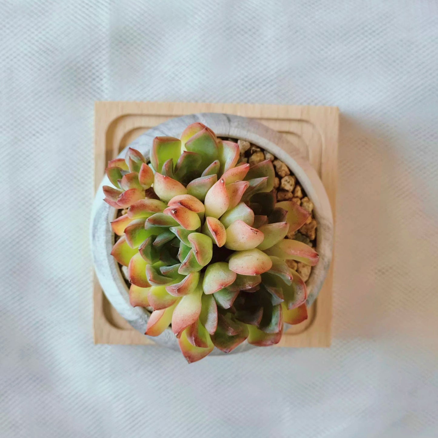 Succulent Elegant Round Dark Grey – Echevaria hybrid - SlowBloomGreens