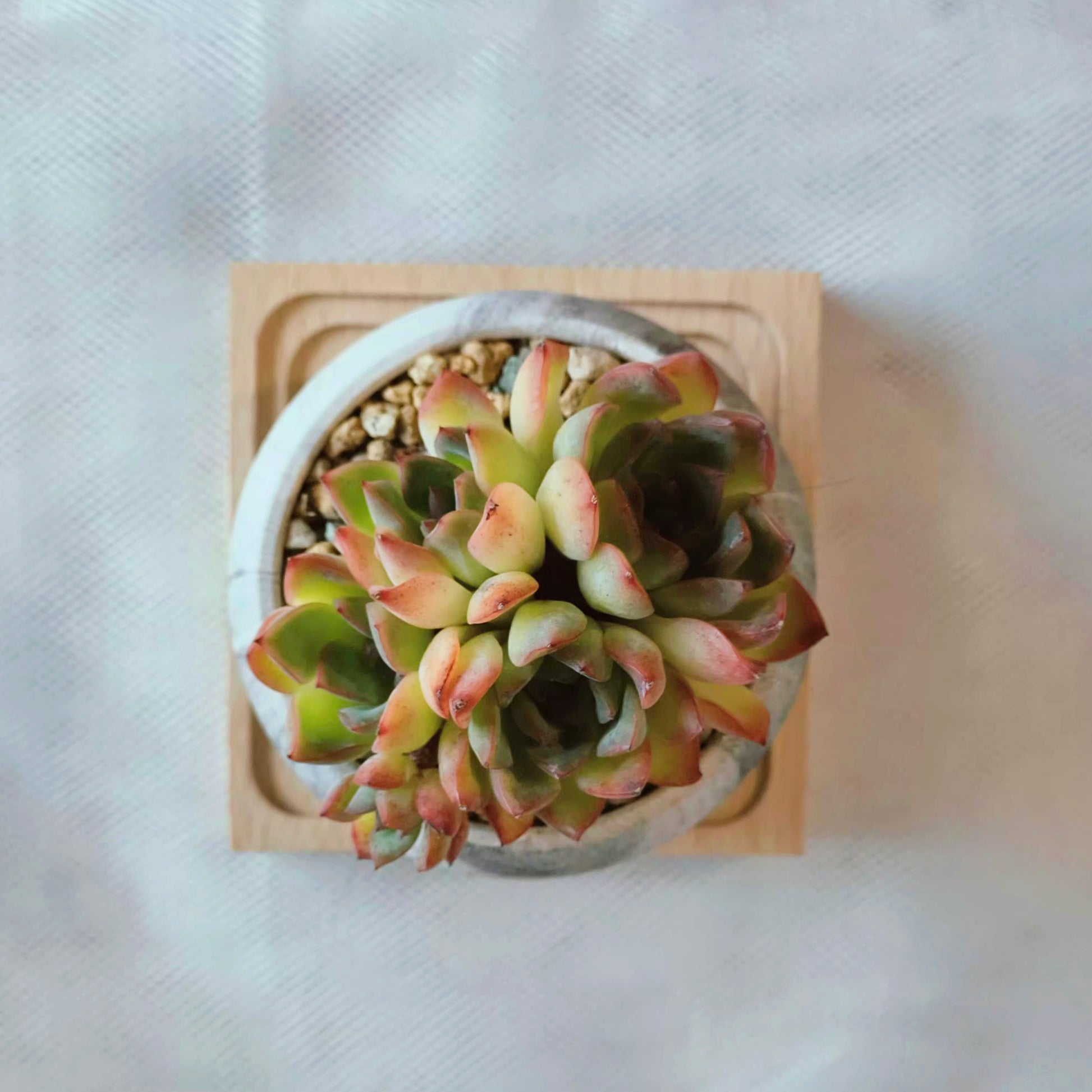 Succulent Elegant Round Dark Grey – Echevaria hybrid - SlowBloomGreens