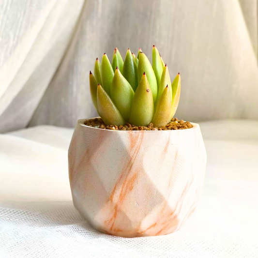 Succulent Classic Marble Earth Orange Shane - SlowBloomGreens