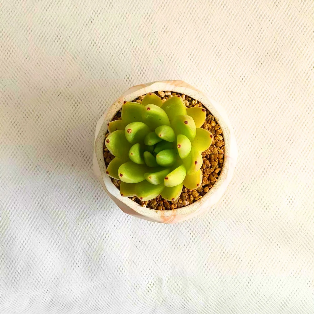 Succulent Classic Marble Earth Orange Shane - SlowBloomGreens