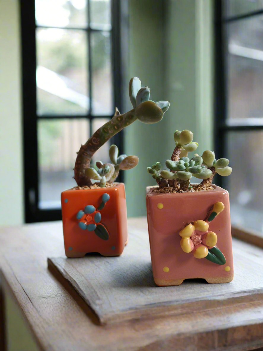 Succulent Floral Charm Pink – Tiscalatengo Gorge Sedum - SlowBloomGreens