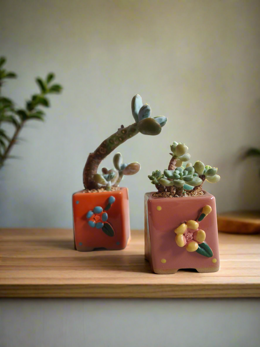 Succulent Floral Charm Pink – Tiscalatengo Gorge Sedum - SlowBloomGreens