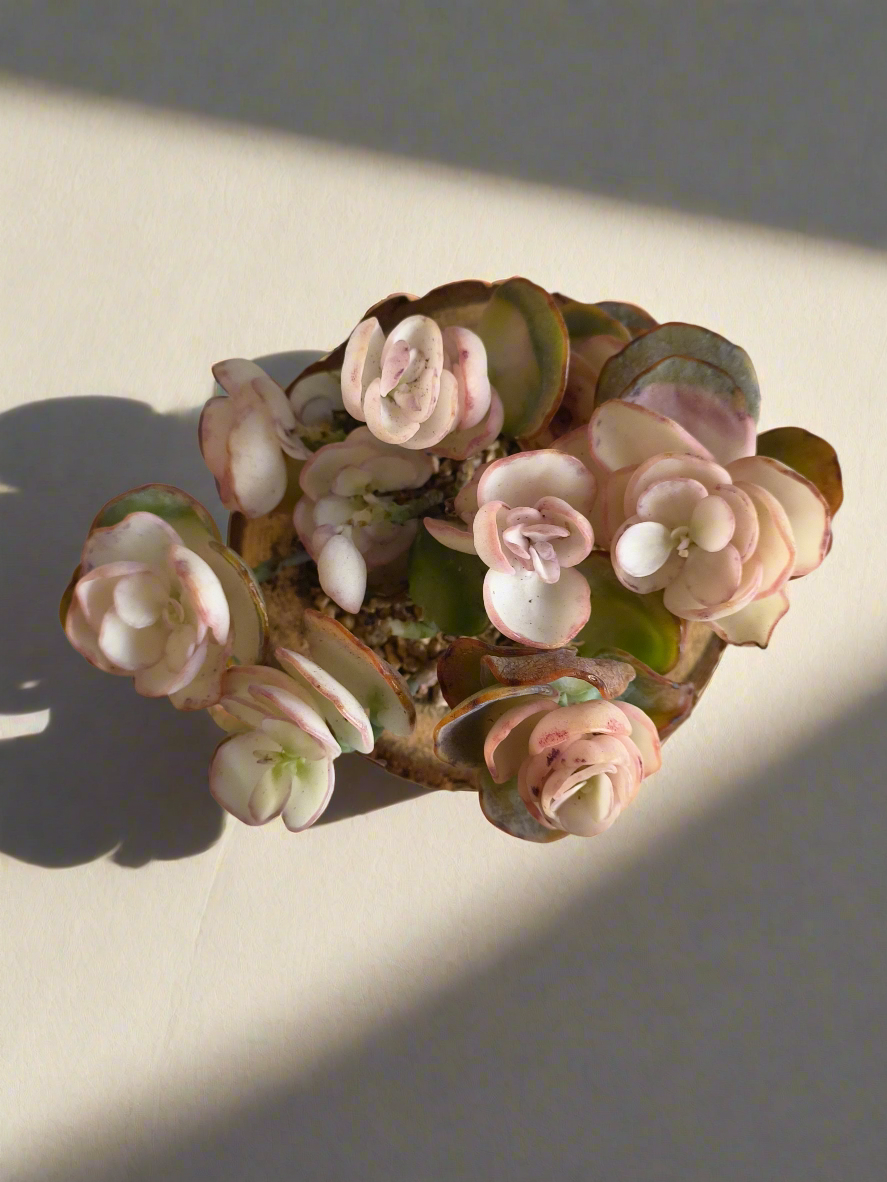 Succulent Natural Wood Log Pot - Kalanchoe Marnieriana - SlowBloomGreens