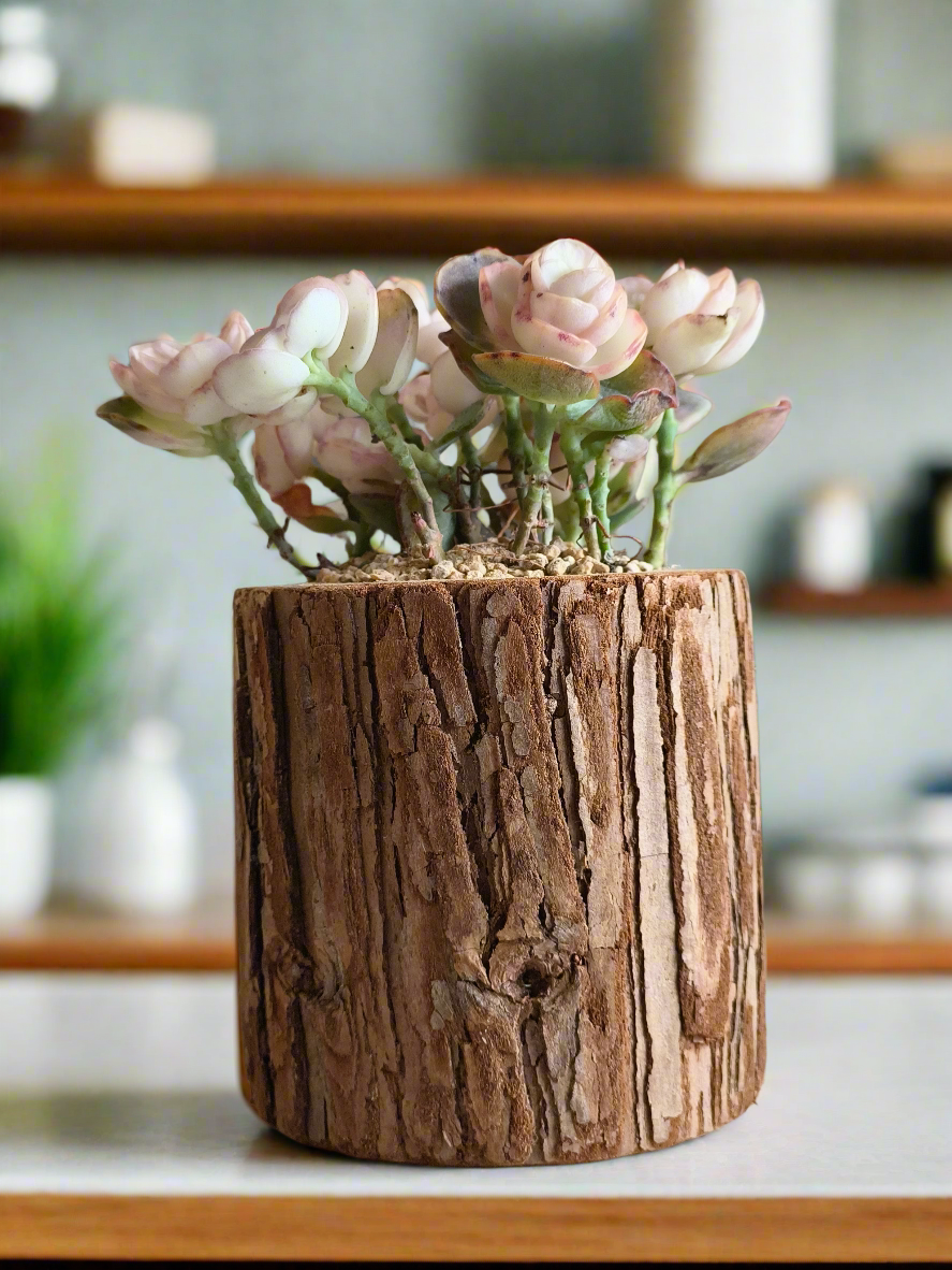 Succulent Natural Wood Log Pot - Kalanchoe Marnieriana - SlowBloomGreens