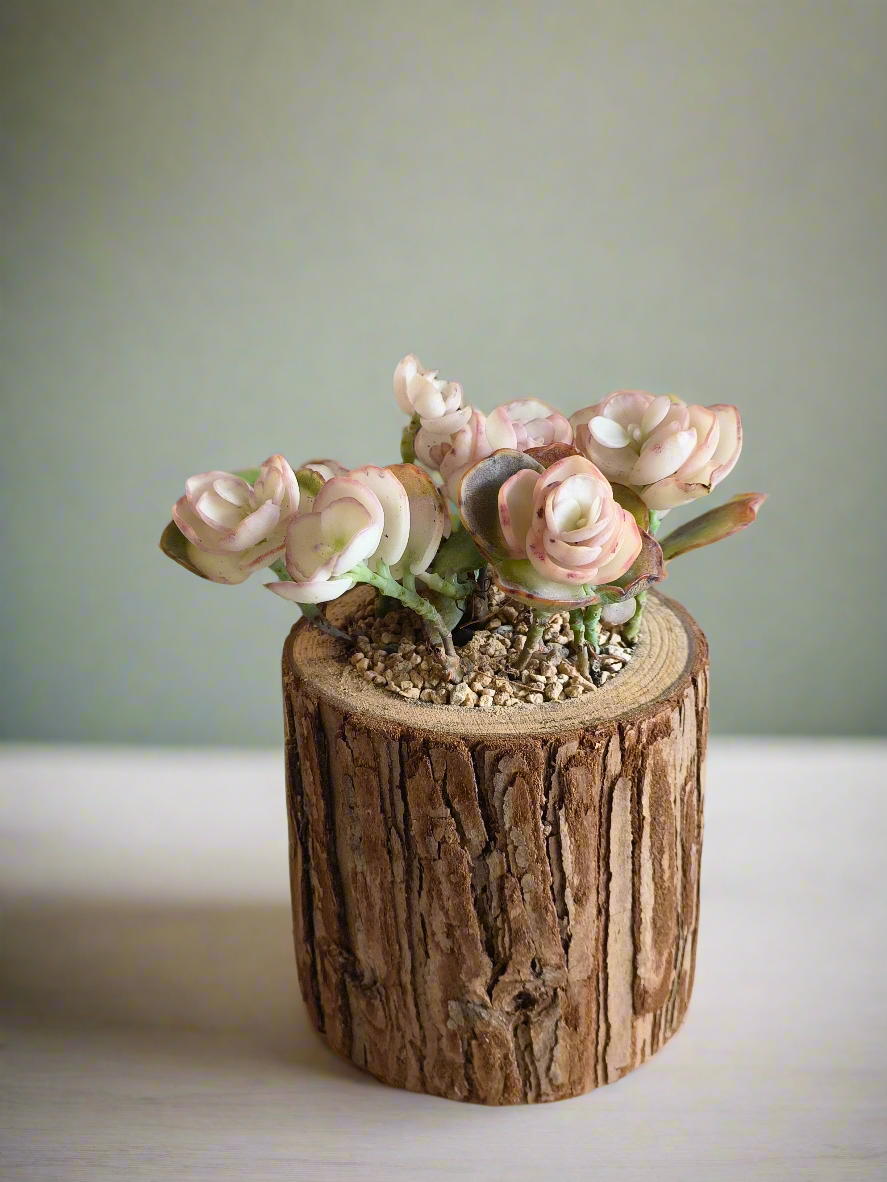 Succulent Natural Wood Log Pot - Kalanchoe Marnieriana - SlowBloomGreens