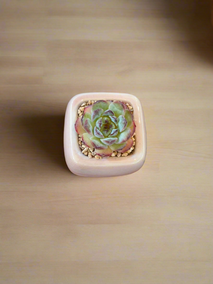 Succulent Serene Square Mini Planter – Echeveria 'Fortitude'