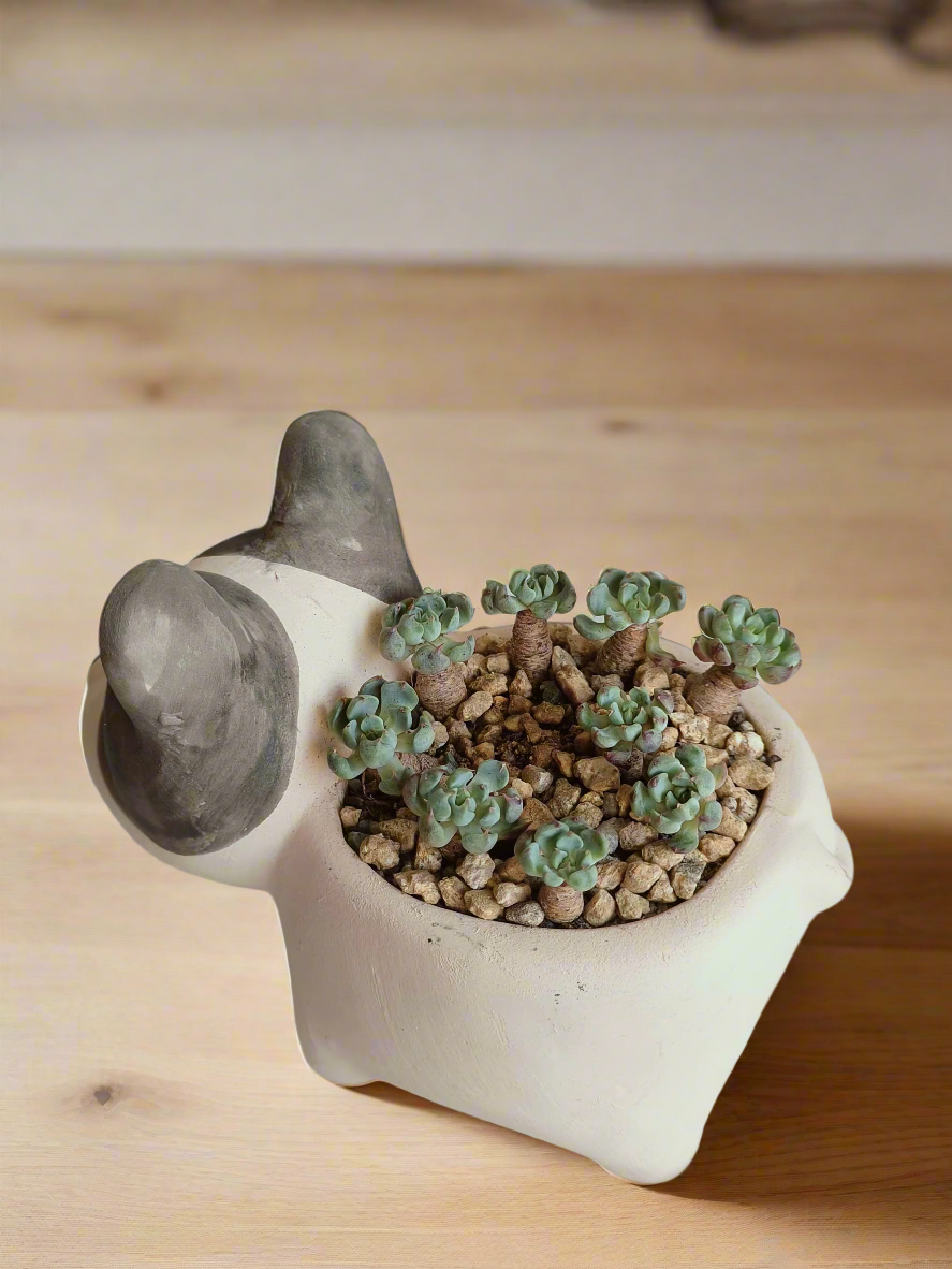 Succulent Dog Planter - mini Echeveria Blue elf - SlowBloomGreens