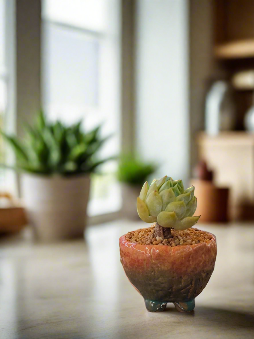 Succulent Rustic Ombre Earth-Tone Mini Planter – Echeveria 'Cila' (Twin Stalk)