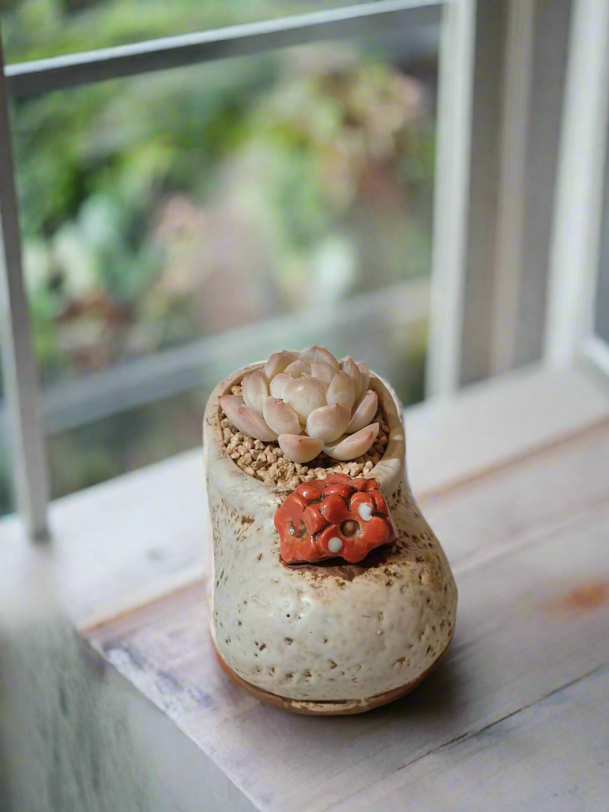 Succulent Mary Jane Charm White Pot – Echeveria Elegans - SlowBloomGreens