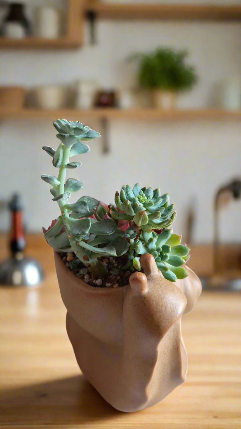 Succulent Snail Pot – Echeveria - SlowBloomGreens