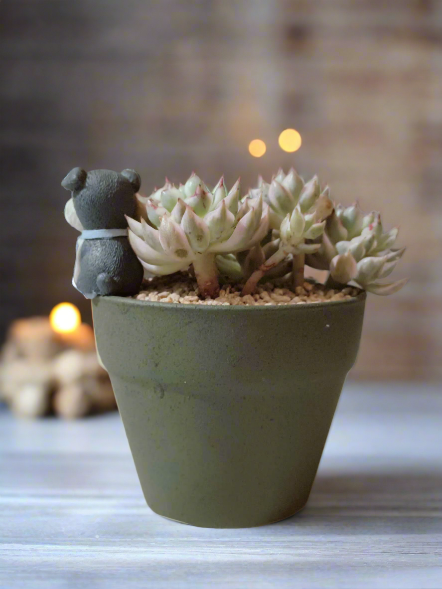 Succulent Speckled Terracotta Schnauzer Pot - Echeveria Halbingeri - SlowBloomGreens