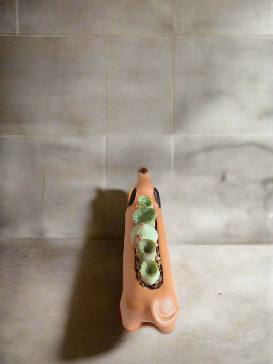 Succulent Daunchund - 5 Mountain Roses 'Greenovia' - SlowBloomGreens