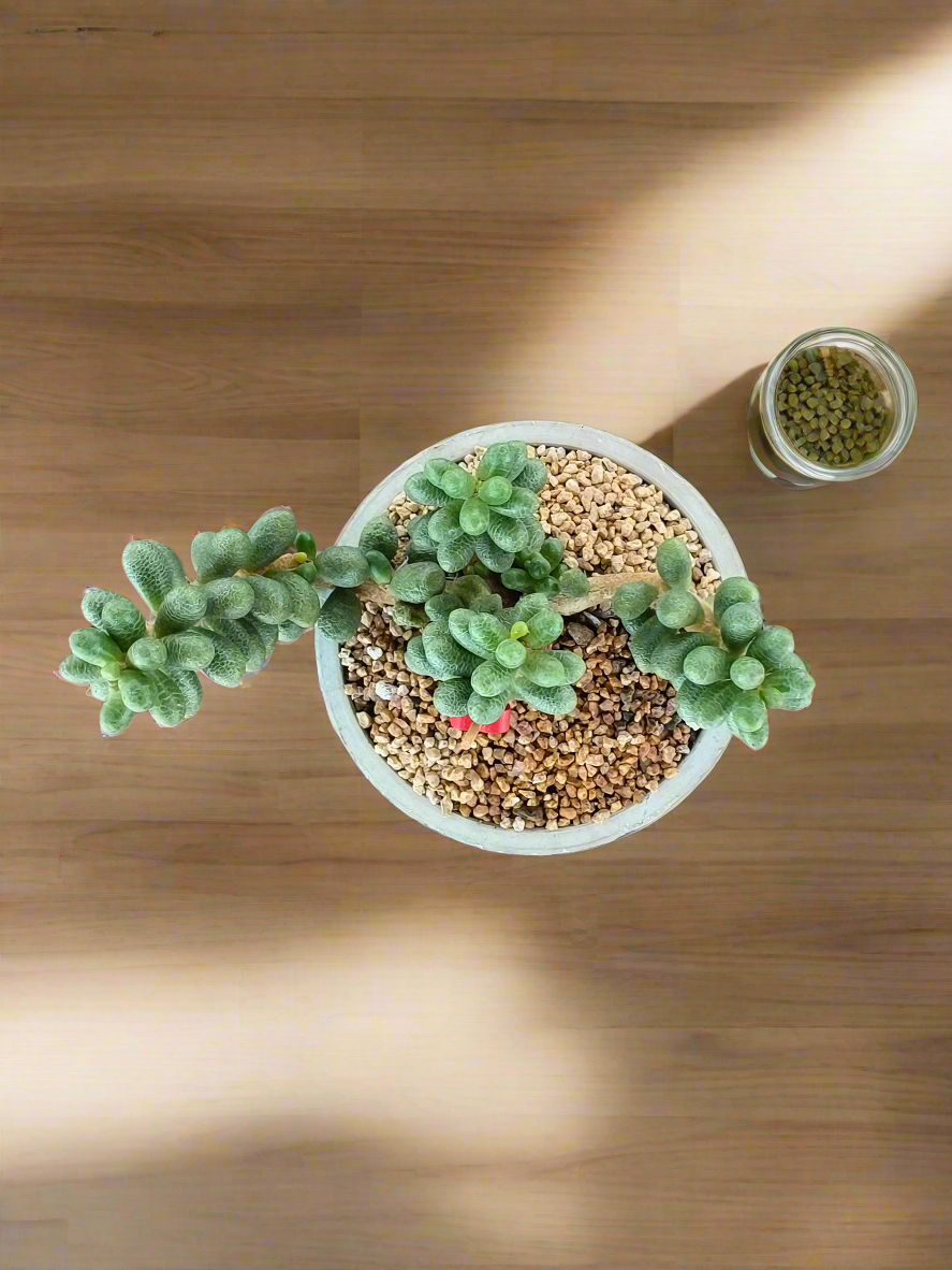 Succulent Whispering Leaves – Sedum Hernandezii