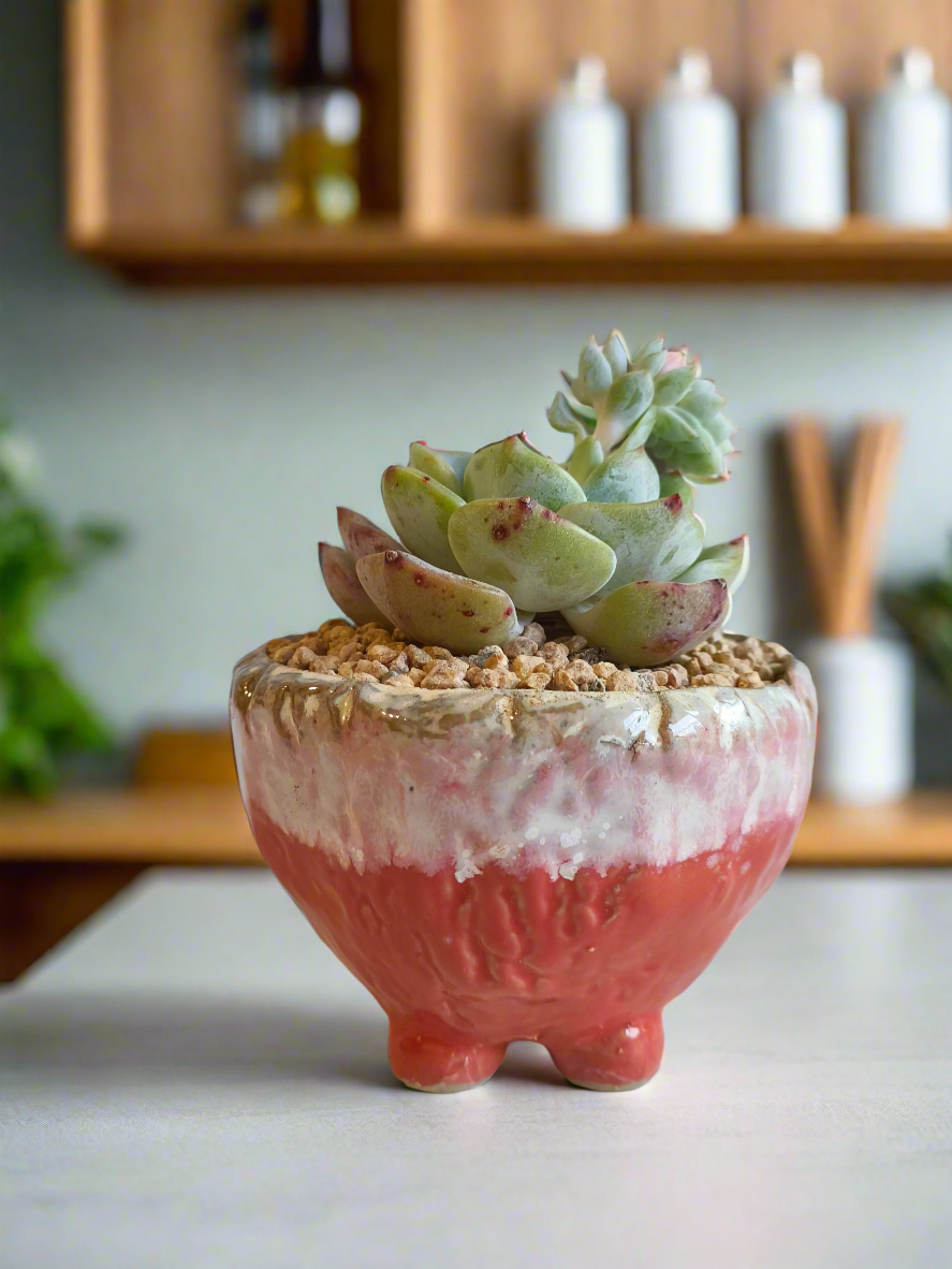 Succulent Red Ombre Rustic Pot – Echeveria 'Mont Blanc' (Going to bloom😍) - SlowBloomGreens