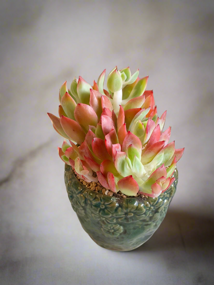 Succulent Rustica Ceramic Pot – Echeveria 'Luella'