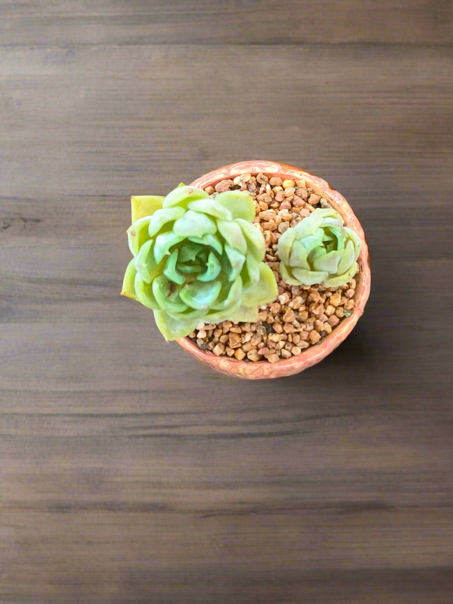Succulent Rustic Ombre Earth-Tone Mini Planter – Echeveria 'Cila' (Twin Stalk)