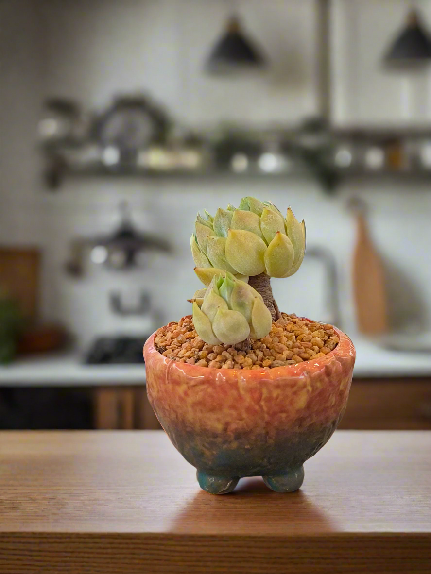 Succulent Rustic Ombre Earth-Tone Mini Planter – Echeveria 'Cila' (Twin Stalk)