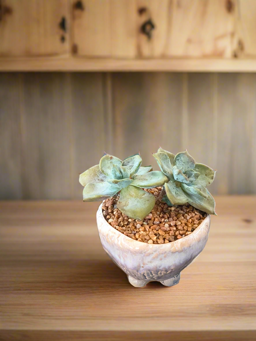 Succulent Lilac Ombre Rustic Mini Planter – Graptopetalum 'Purple Delight' - SlowBloomGreens