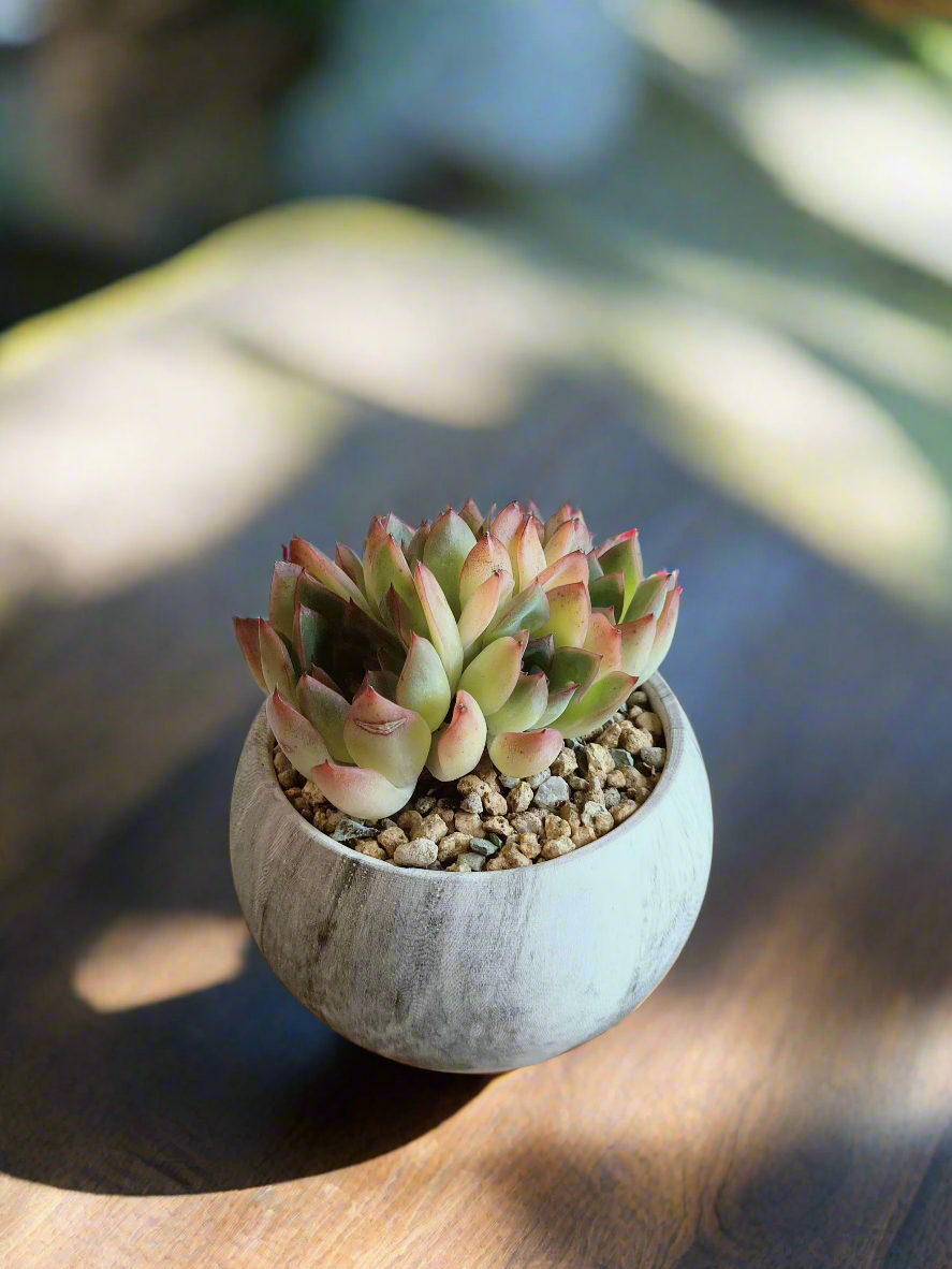 Succulent Elegant Round Dark Grey – Echevaria hybrid - SlowBloomGreens