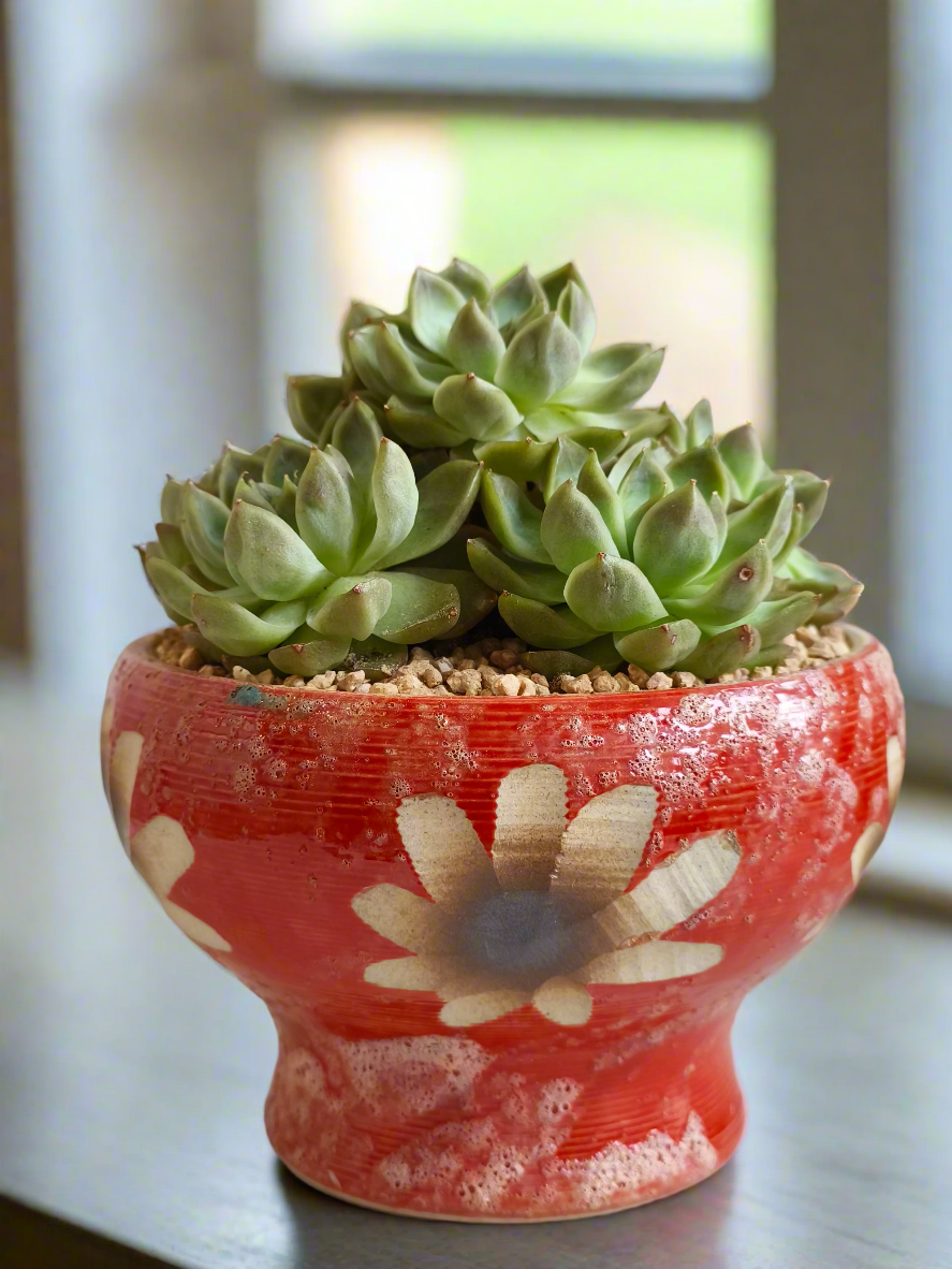 Succulent Moonlit Bloom Pot – Mottled Red with Echeveria 'Violet Queen'