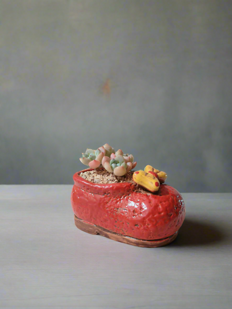 Succulent Mary Jane Charm Red – Pachyveria Elaine - SlowBloomGreens