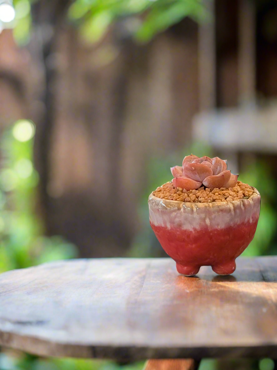 Succulent Red Ombre Rustic Mini Planter – Echeveria 'Cosette'
