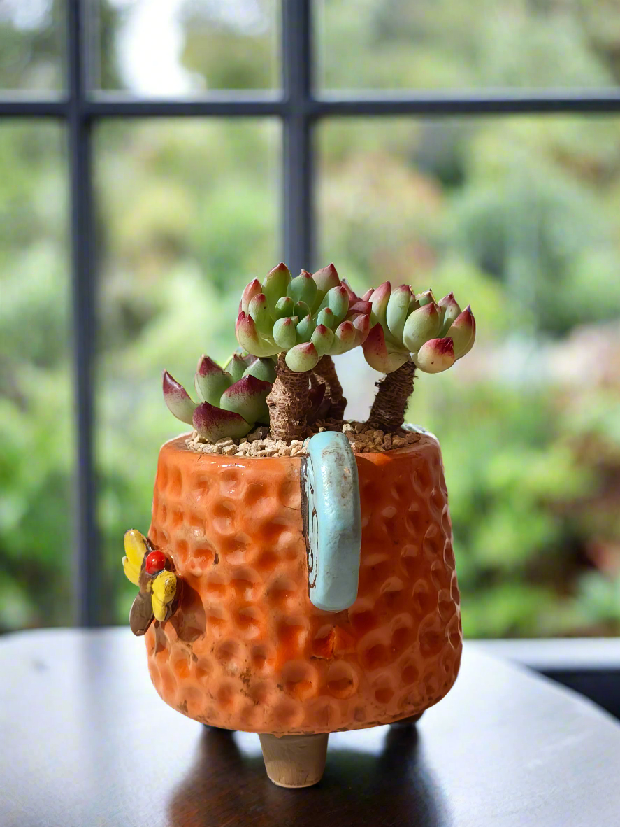 Succulent Enchanted Garden Dragonfly – Sedeveria 'Blue Elf' with Echeveria Agavoides