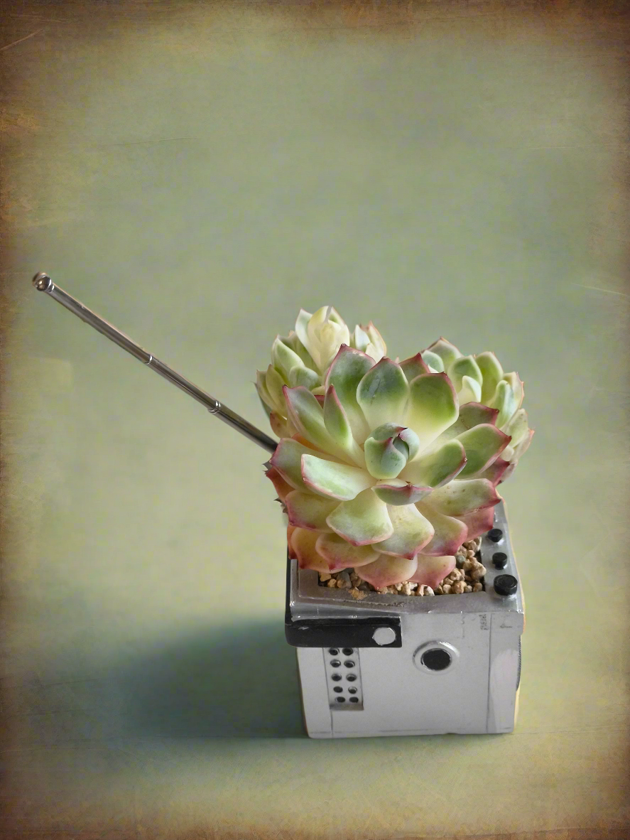Succulent Retro Boombox – Succulent Arrangement