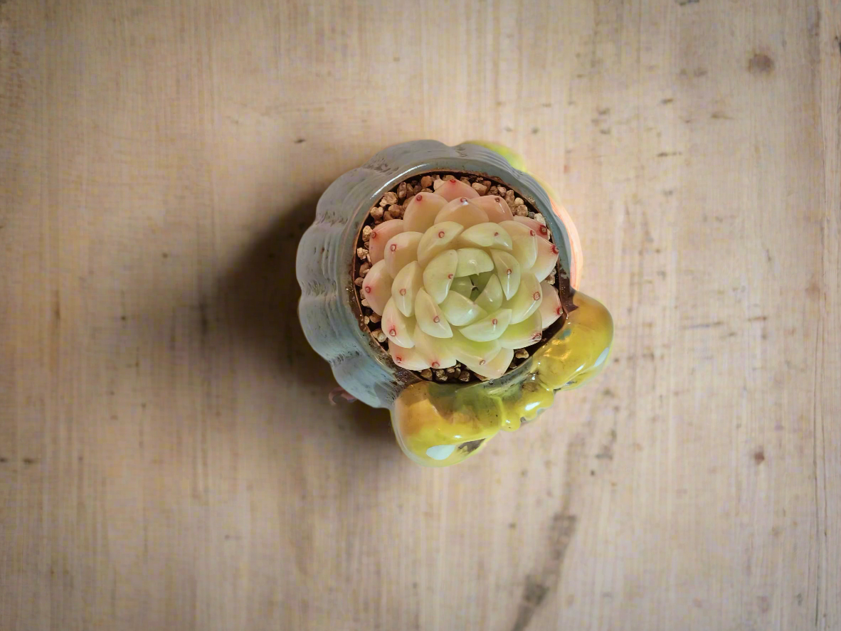 Succulent Ceramic Round Bow Blue – Echeveria White Minima - SlowBloomGreens