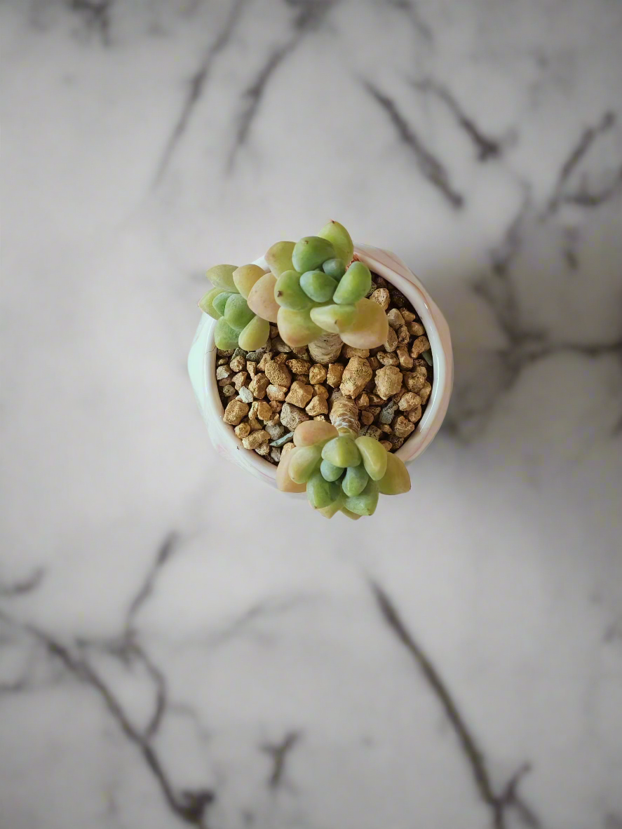 Succulent Petite Bliss Pink - - SlowBloomGreens