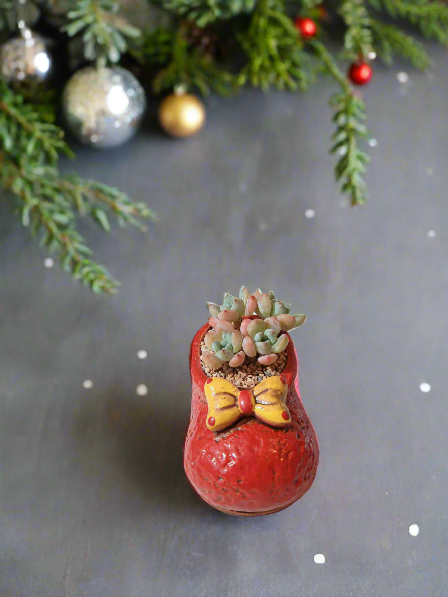 Succulent Mary Jane Charm Red – Pachyveria Elaine - SlowBloomGreens