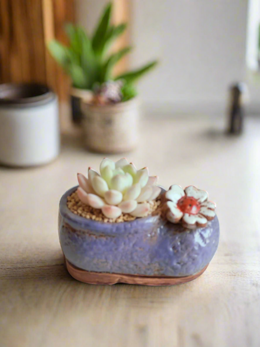 Succulent Mary Jane Charm Violet – Pachyphytum Cream Beauty - SlowBloomGreens