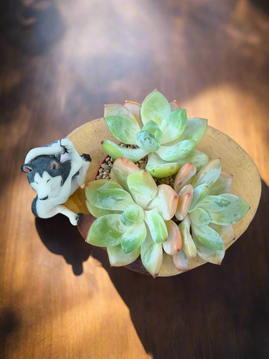 Succulent Yoga Husky on Woodland Log – Echeveria Hybrid