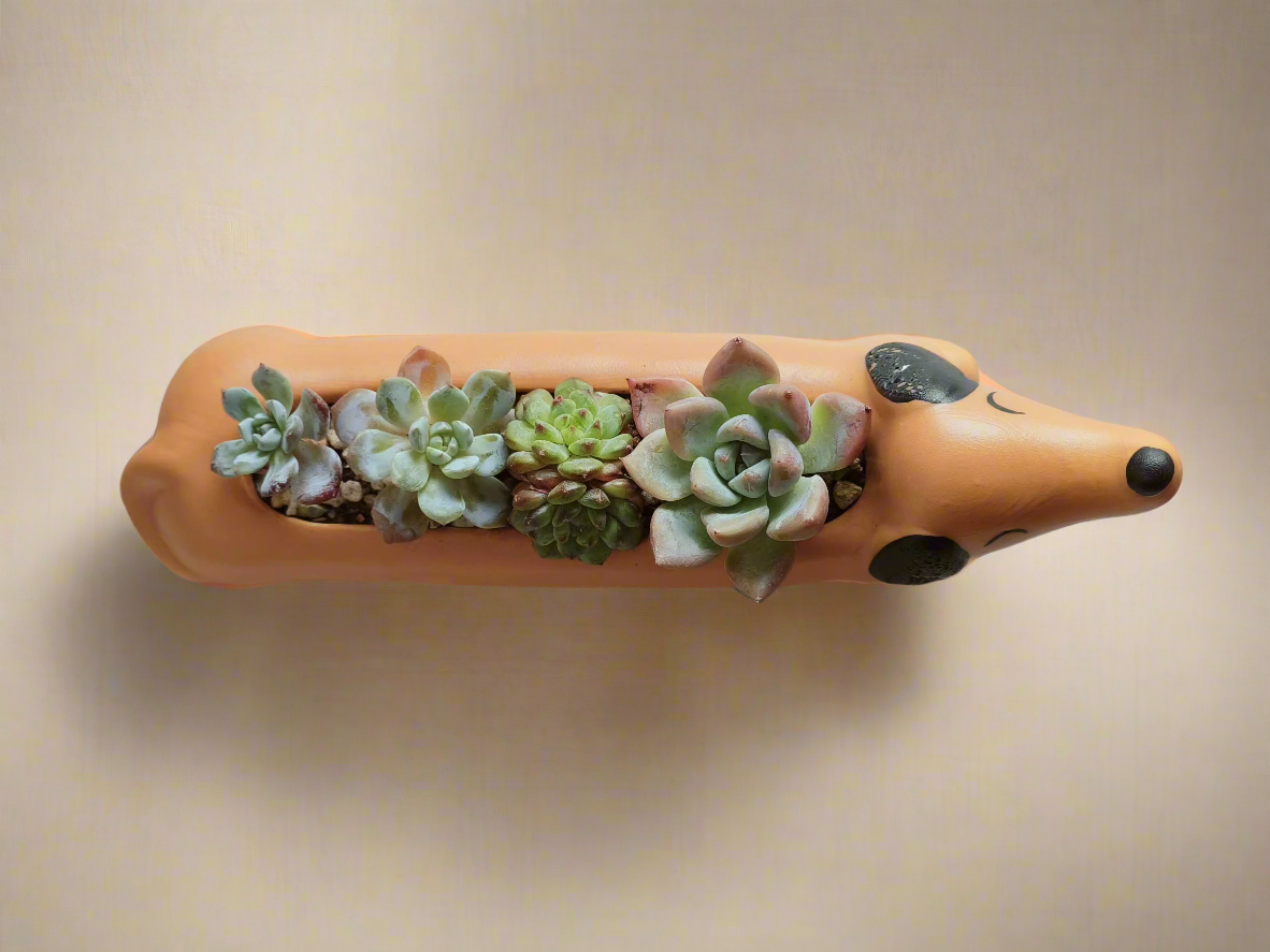 Succulent Daunchund - various - SlowBloomGreens