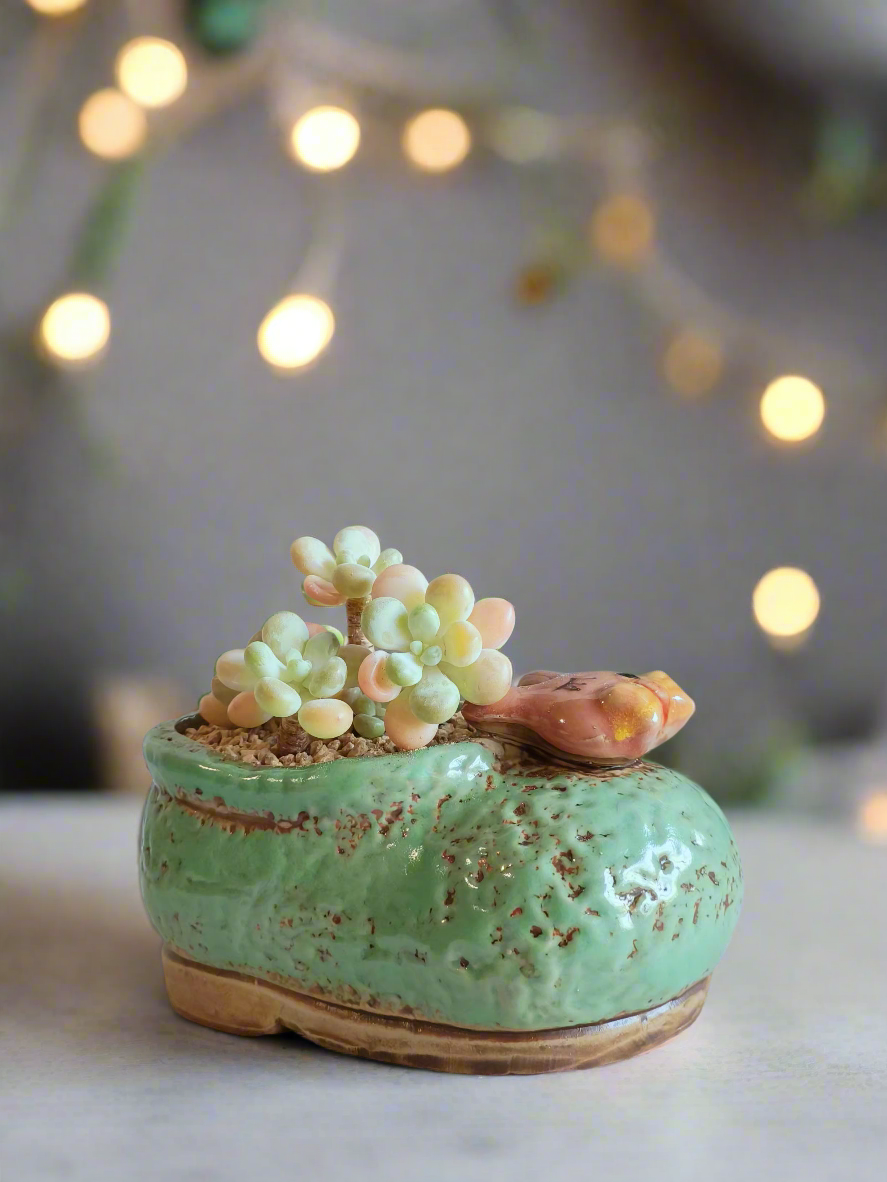 Succulent Mary Jane Charm Green – Graptopetalum mendoza - SlowBloomGreens