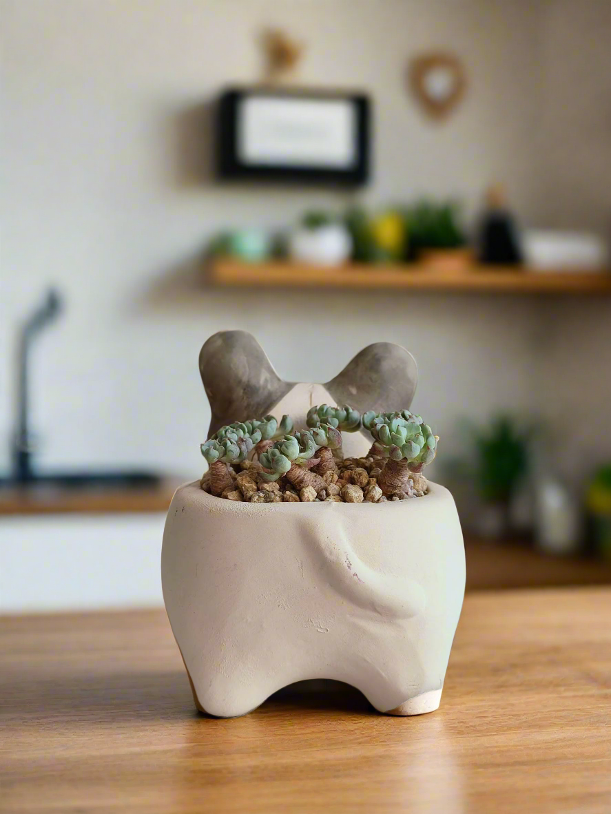 Succulent Dog Planter - mini Echeveria Blue elf - SlowBloomGreens