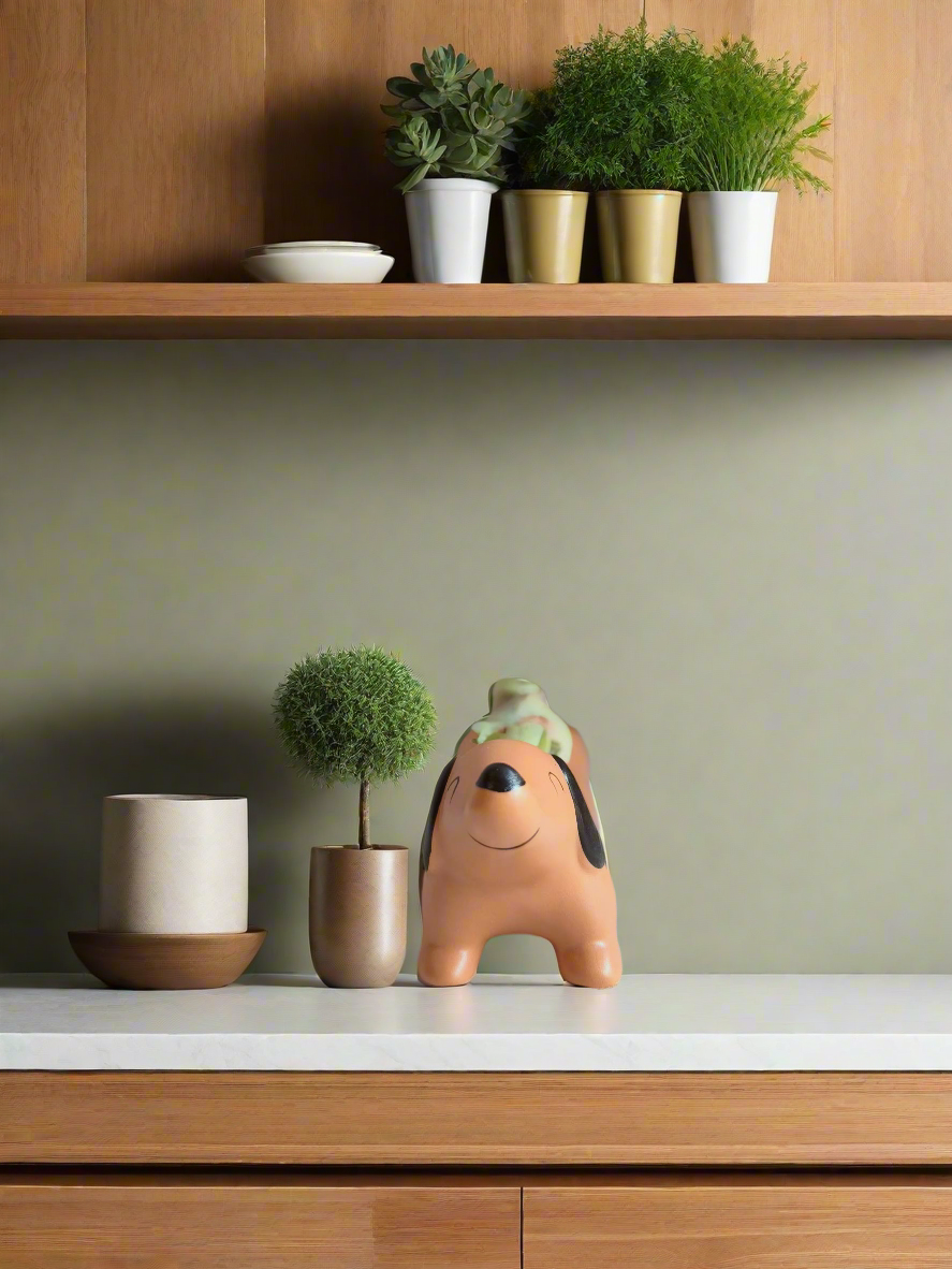 Succulent Daunchund - 5 Mountain Roses 'Greenovia' - SlowBloomGreens