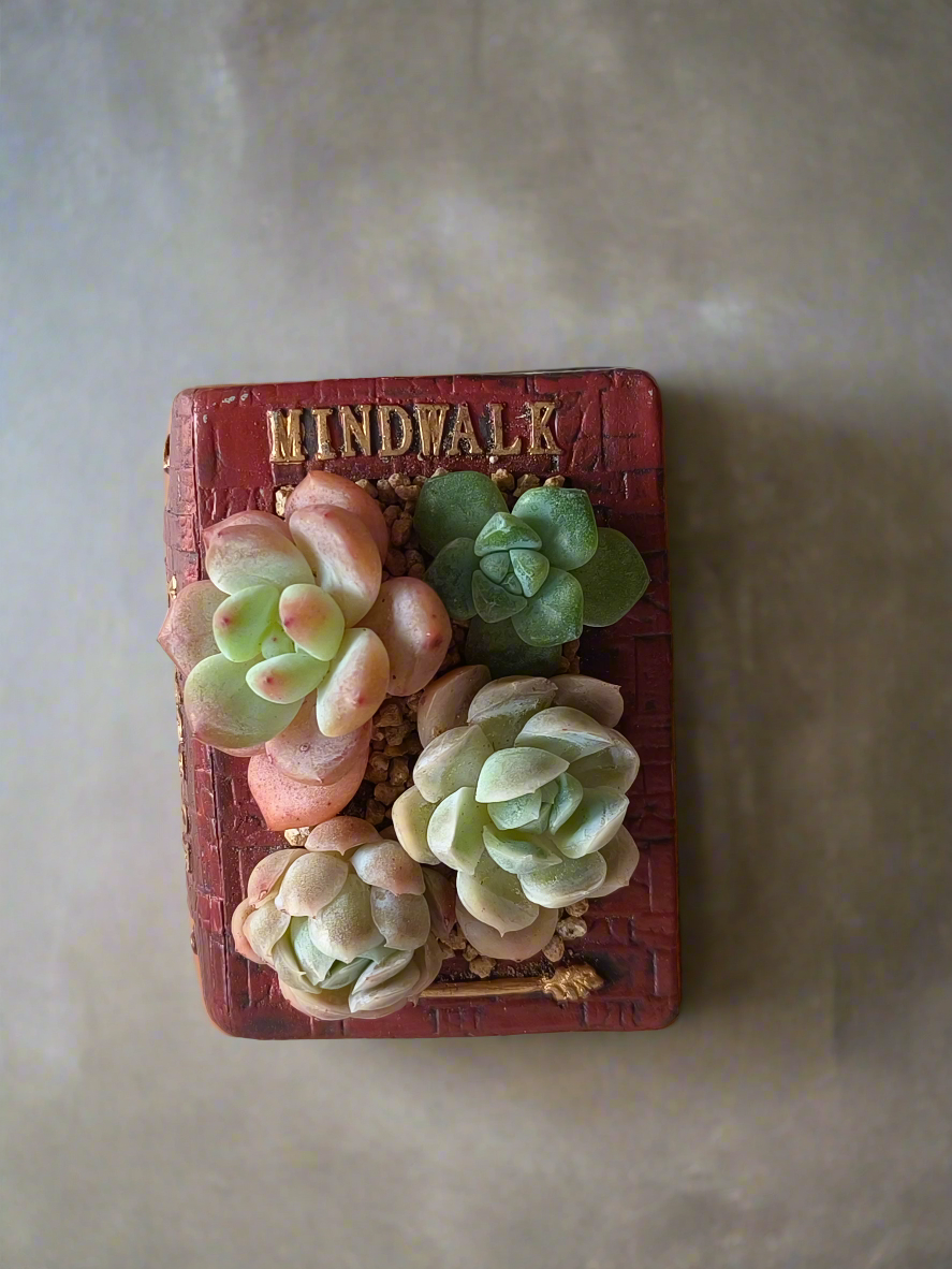 Succulent Book Nook – Succulent Arrangement