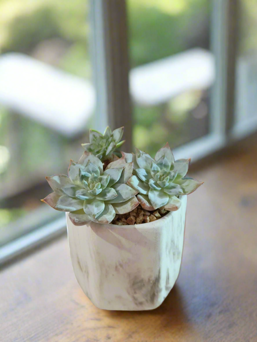 Succulent Radiant Octagon Brown – Echeveria BlueBird - SlowBloomGreens