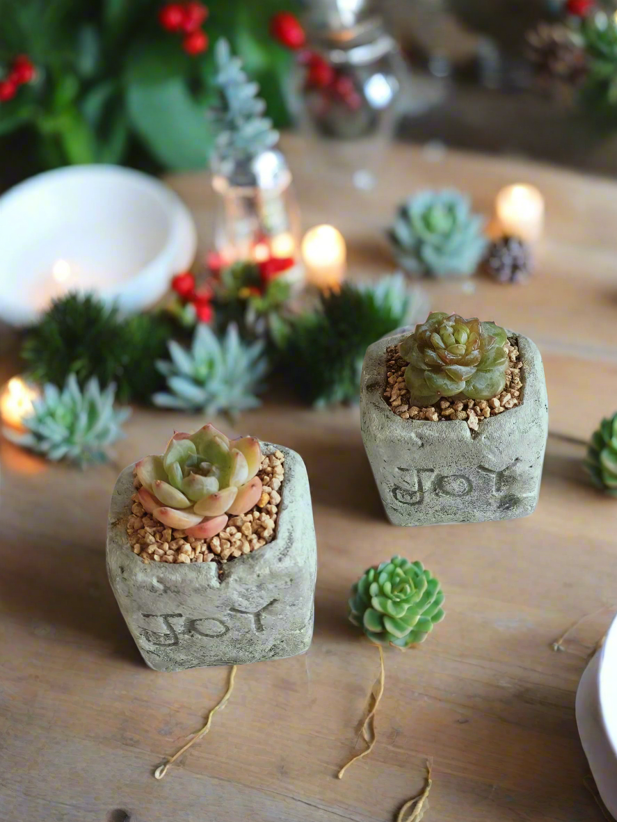 Succulent Simply Joy – Gift Favors heart-shaped planter adds a rustic yet festive touch to holiday celebrations or parties.
